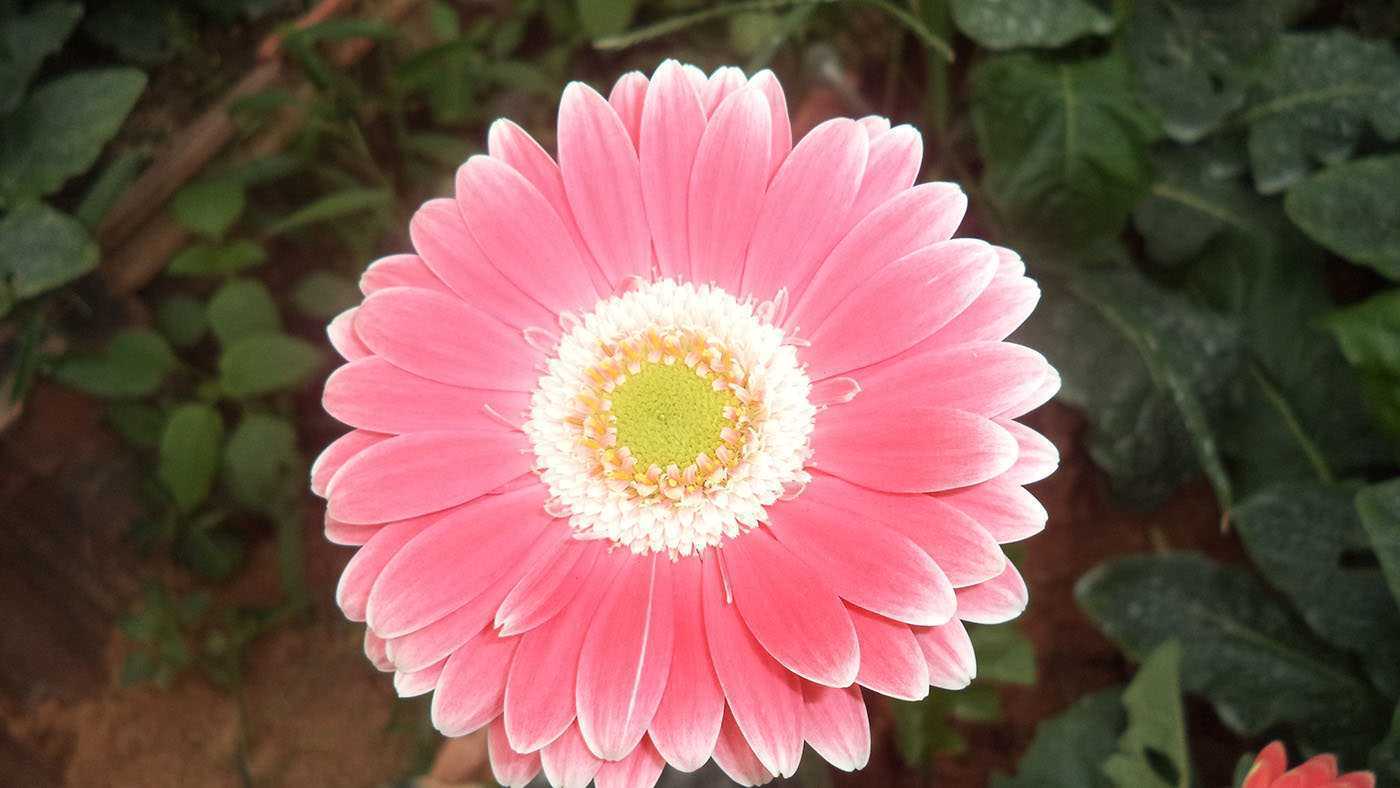 Asiri Flora