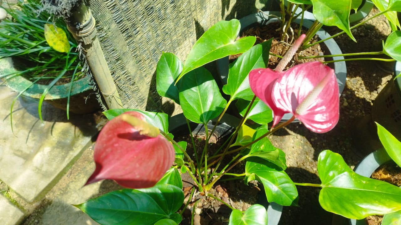 සඳමිණි මල්පැල තවාන