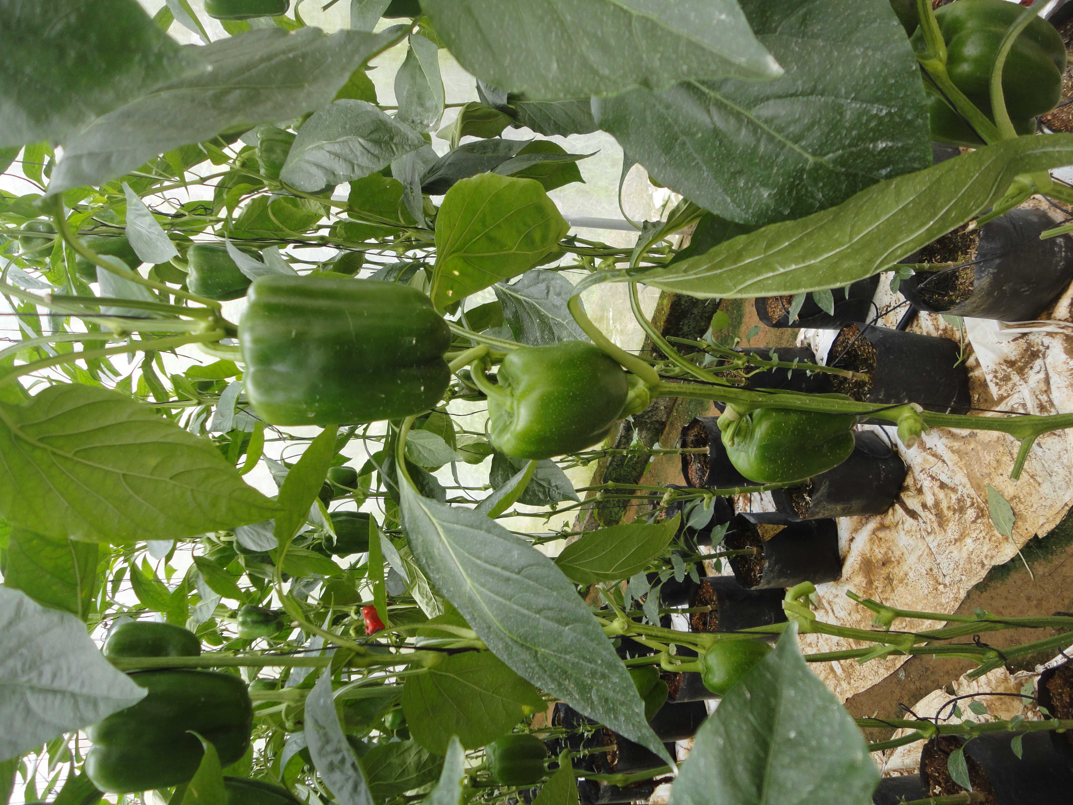 නිසංසල හරිතාගාර නිෂ්පාදන