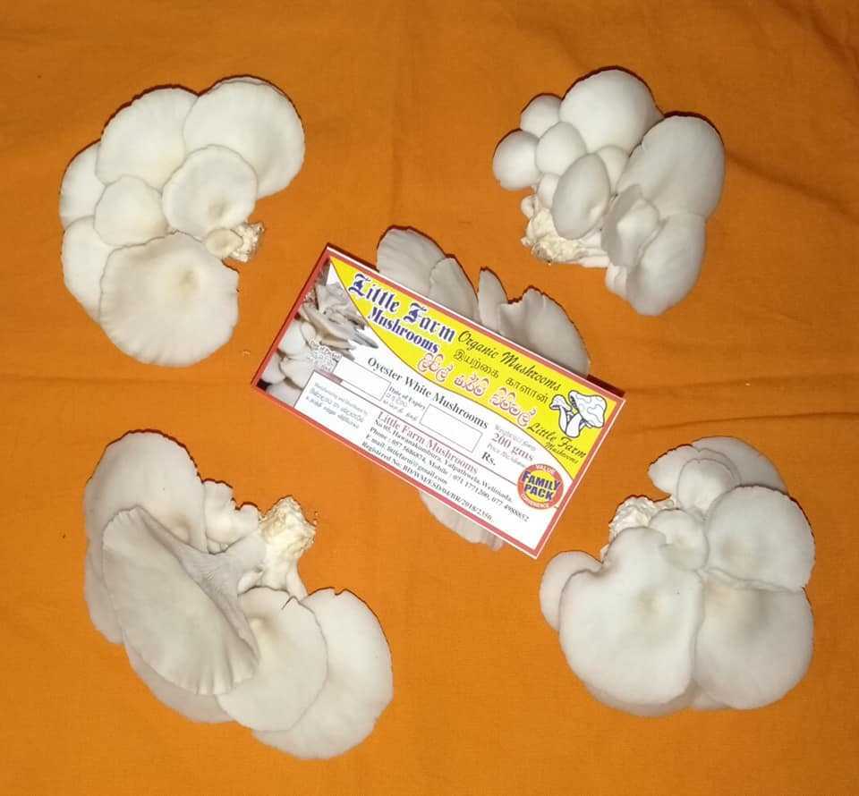 Little Farm Mushrooms