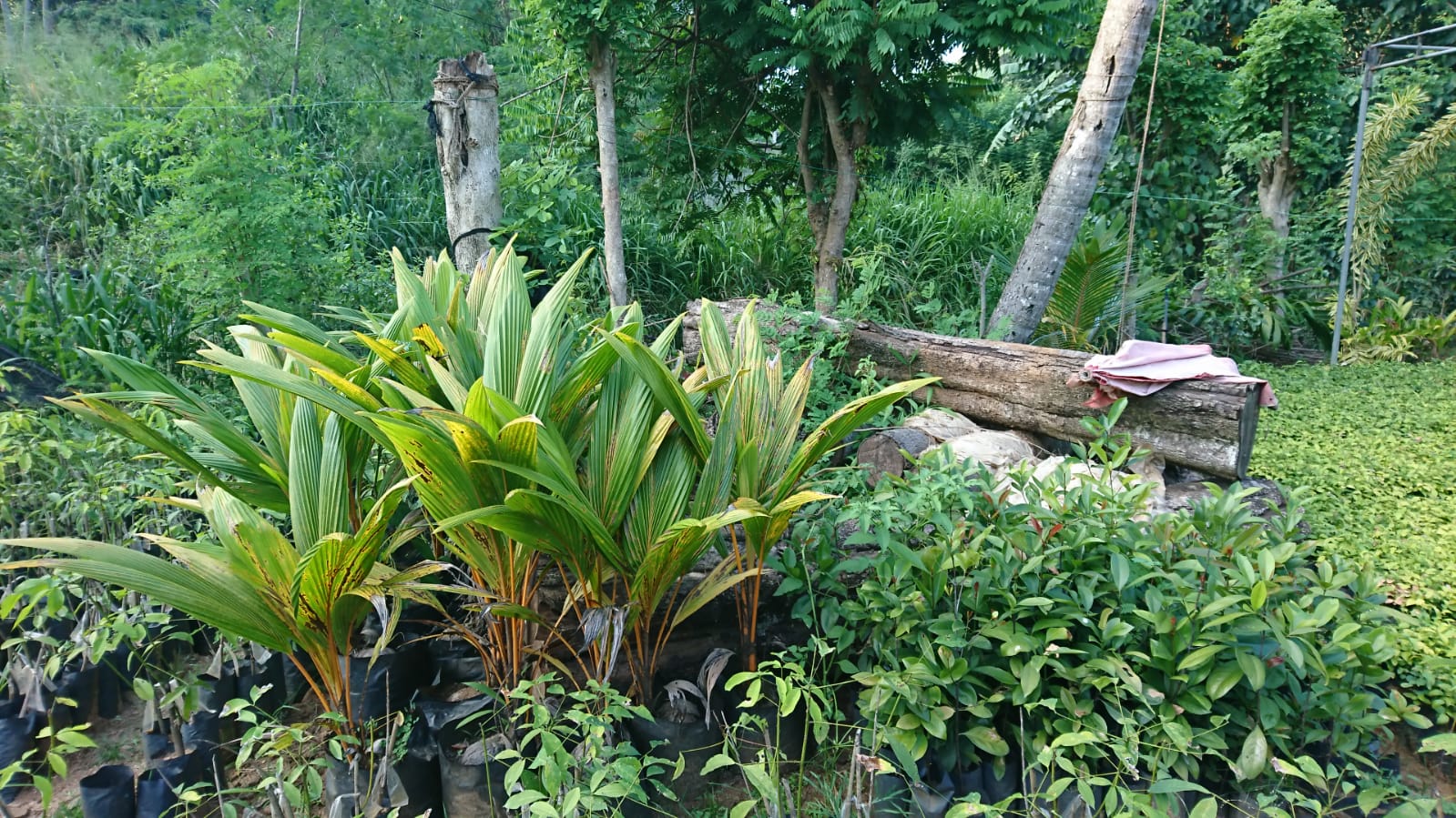 සිතිජ පැල තවාන