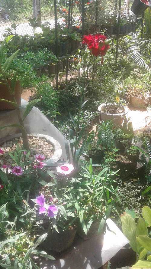 Visithuru Flower Nursery