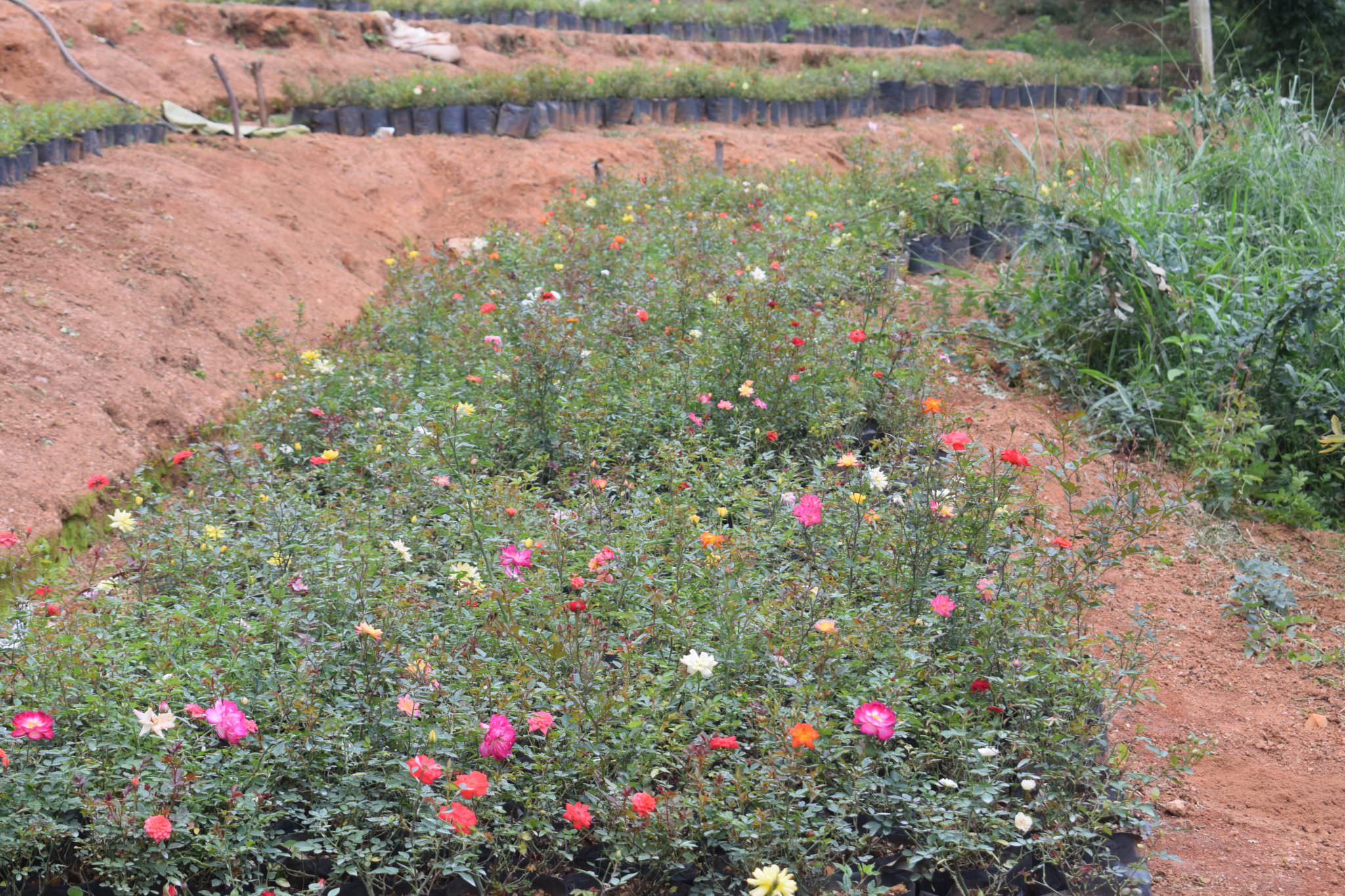 තුසිත මල් පැළ