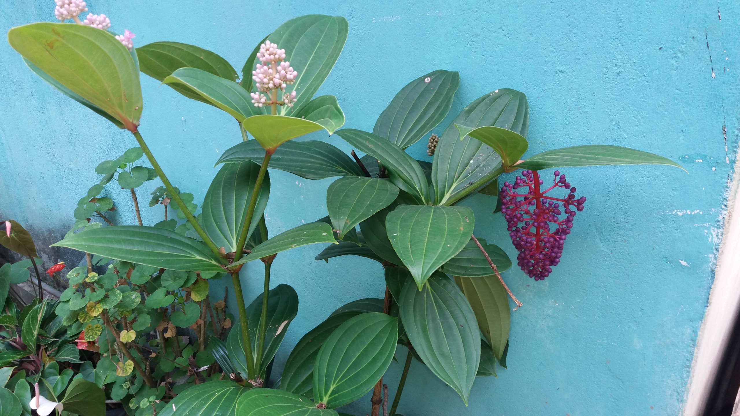 විසිතුරු  මල්