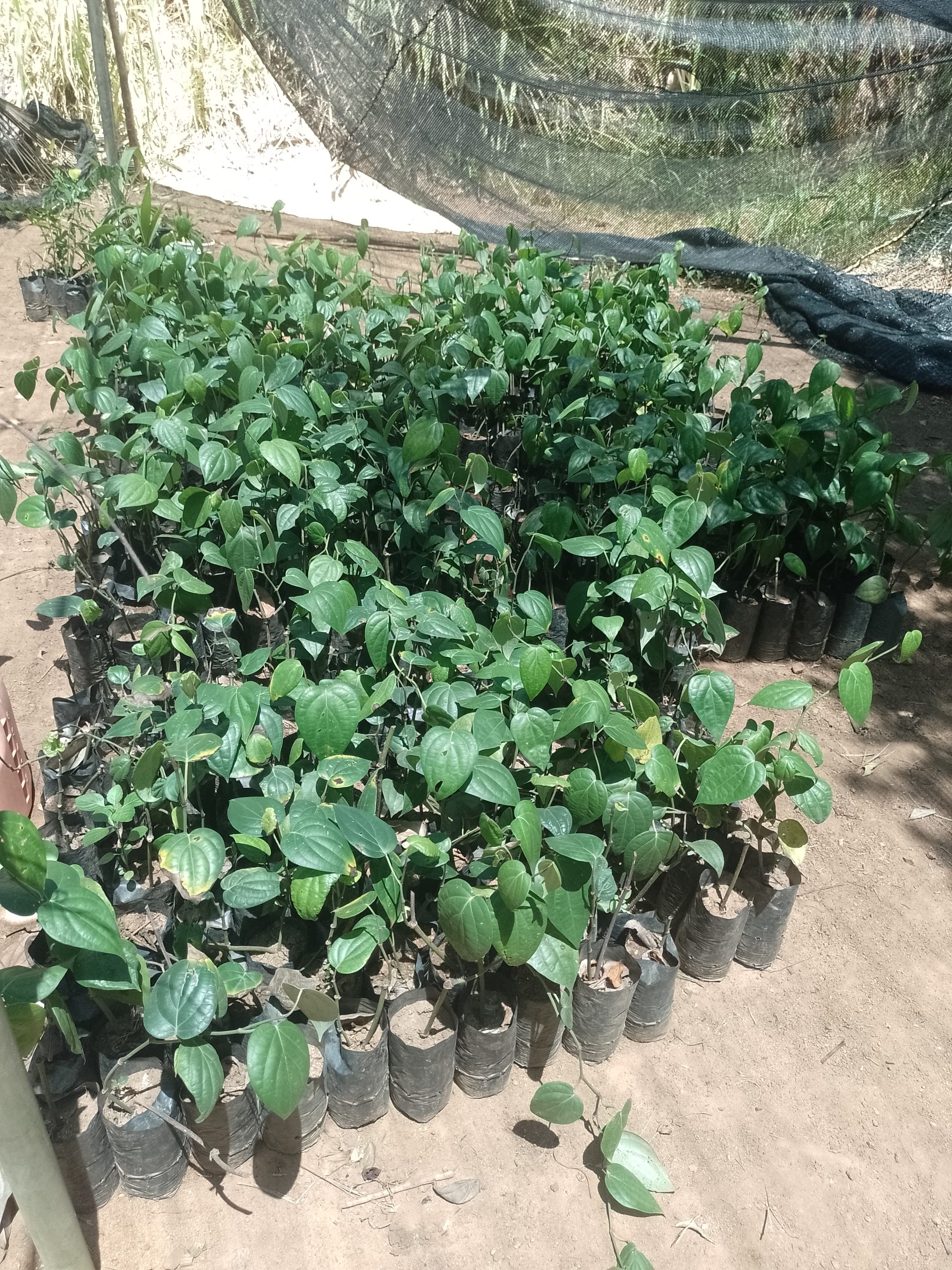 පැල තවාන්