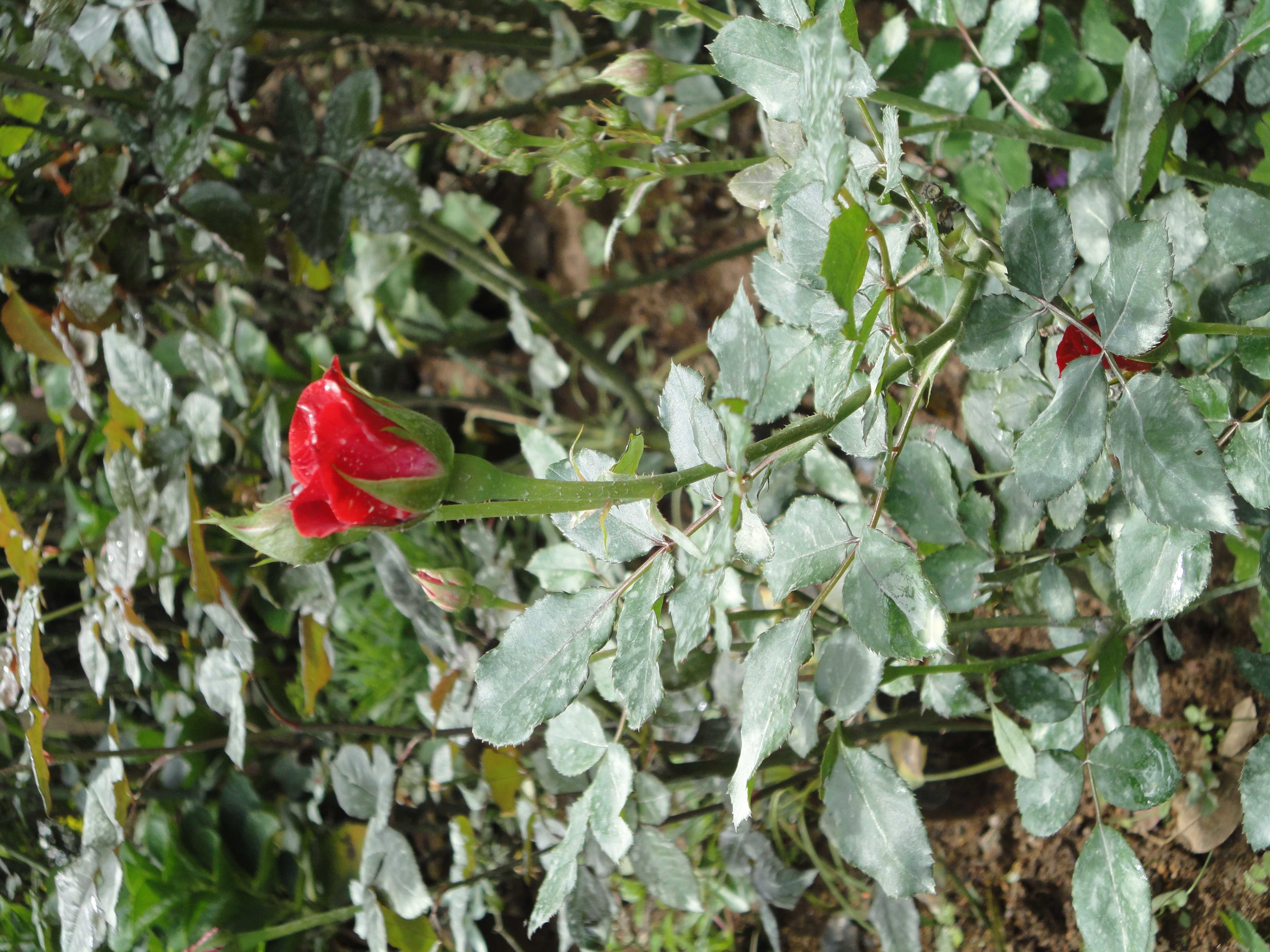 ජයනාත් මල් පැල තවාන