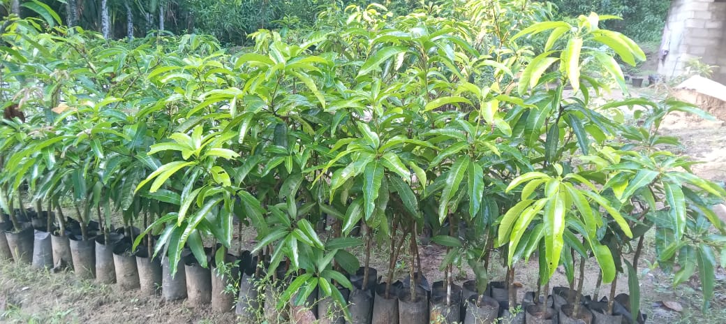 අදීශ ගගනොද්ය (අදීශ පැල තවාන්)