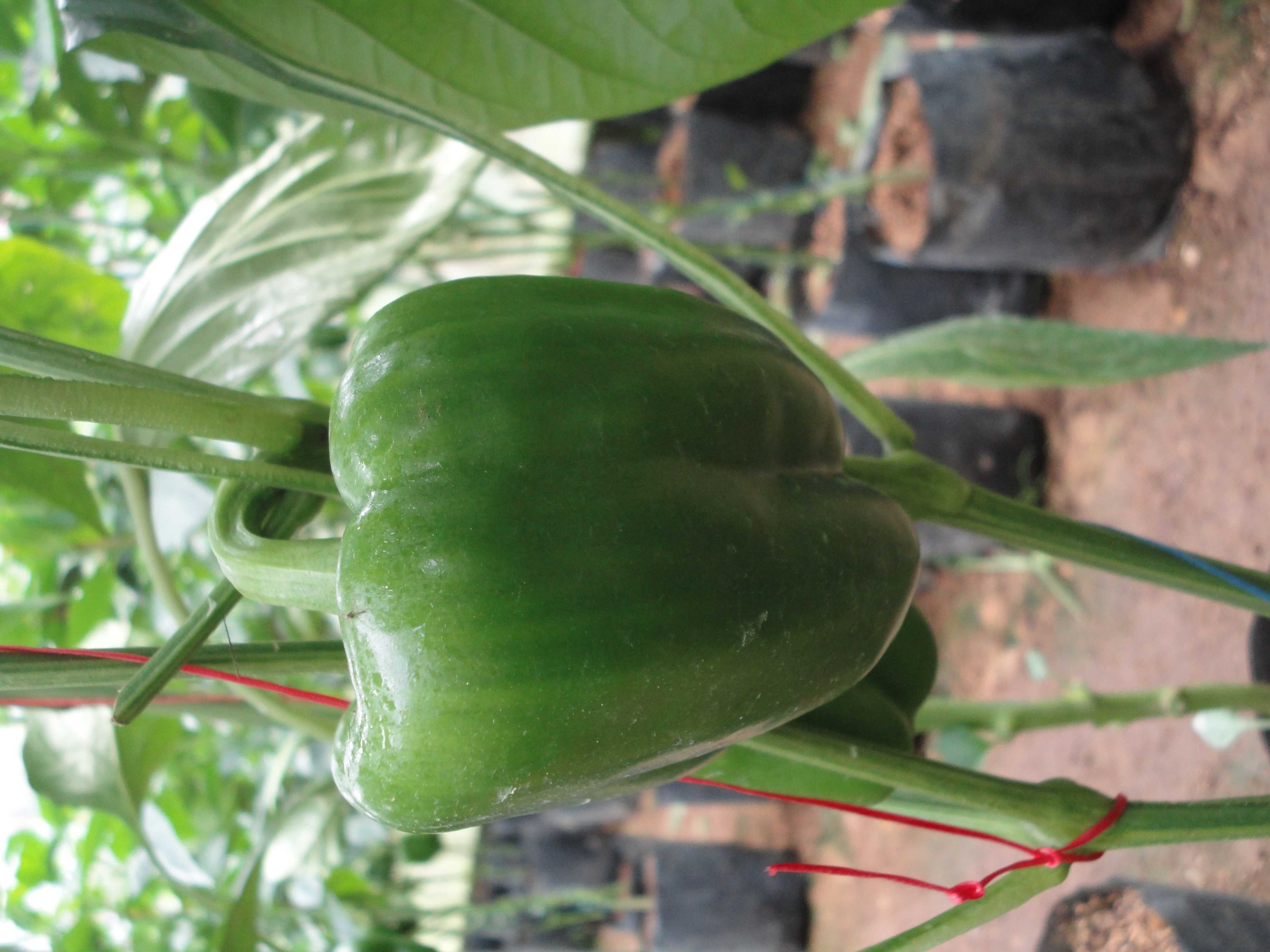 මල්ලිකා හරිතාගාර නිෂ්පාදන