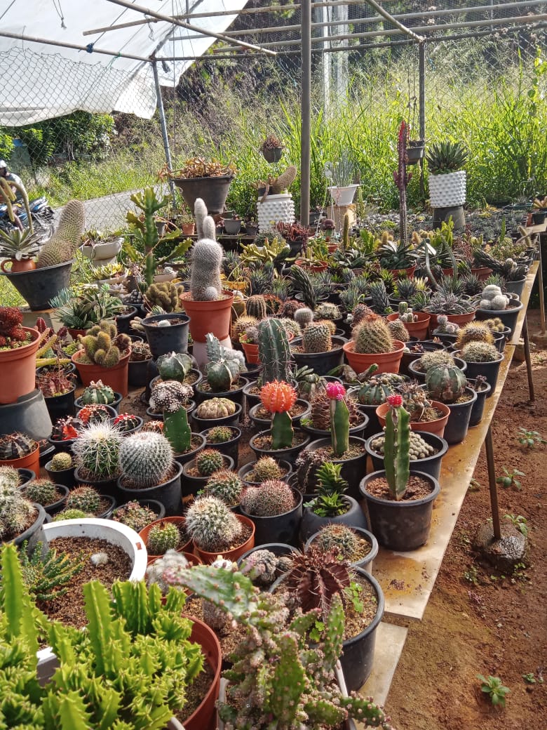 බිහාර පැල තවාන