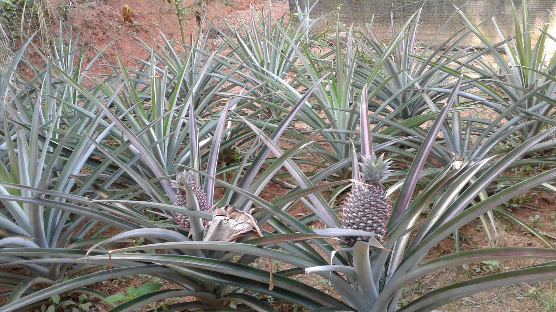 ALHENA FARM