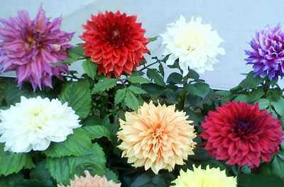 Waruni Flower Nursary
