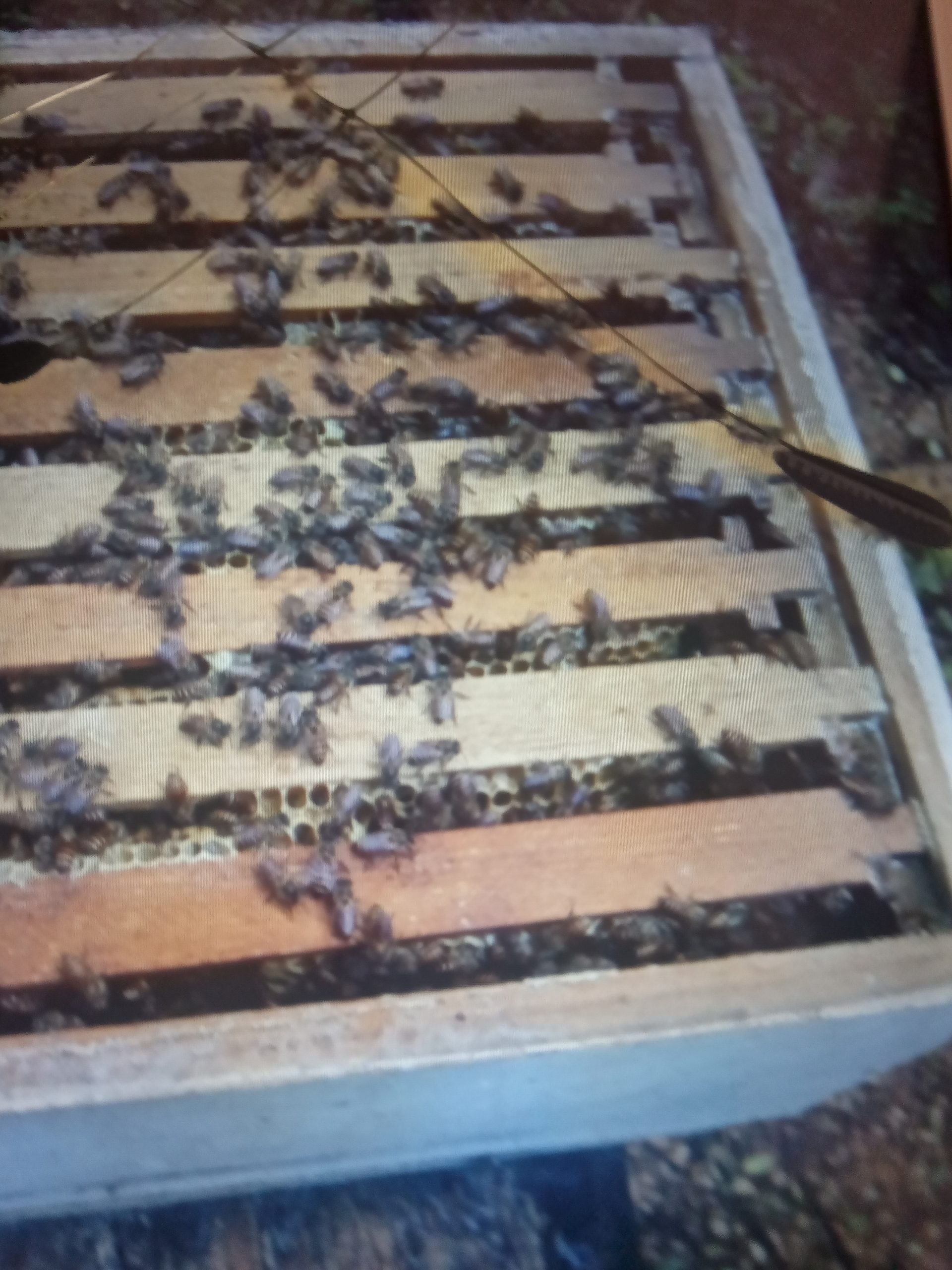 මී මැසි පාලනය පොල්ගහපිටිය