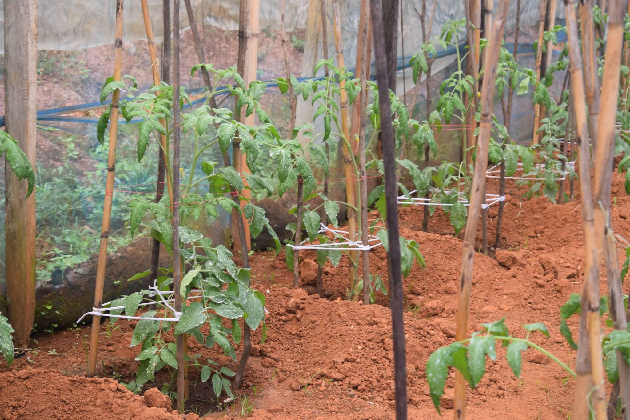 තුසිත ග්රීන්හවුස් තක්කාලි