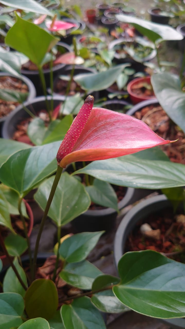 හසි විනූ ඇන්තූරියම්