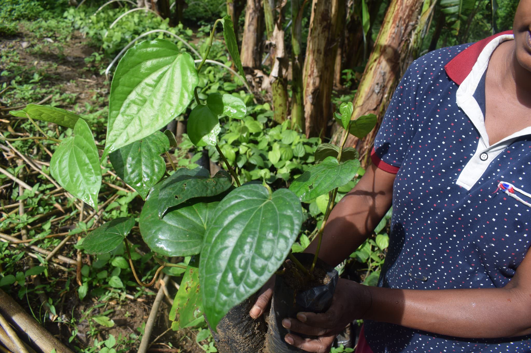 Sithija plant nursery