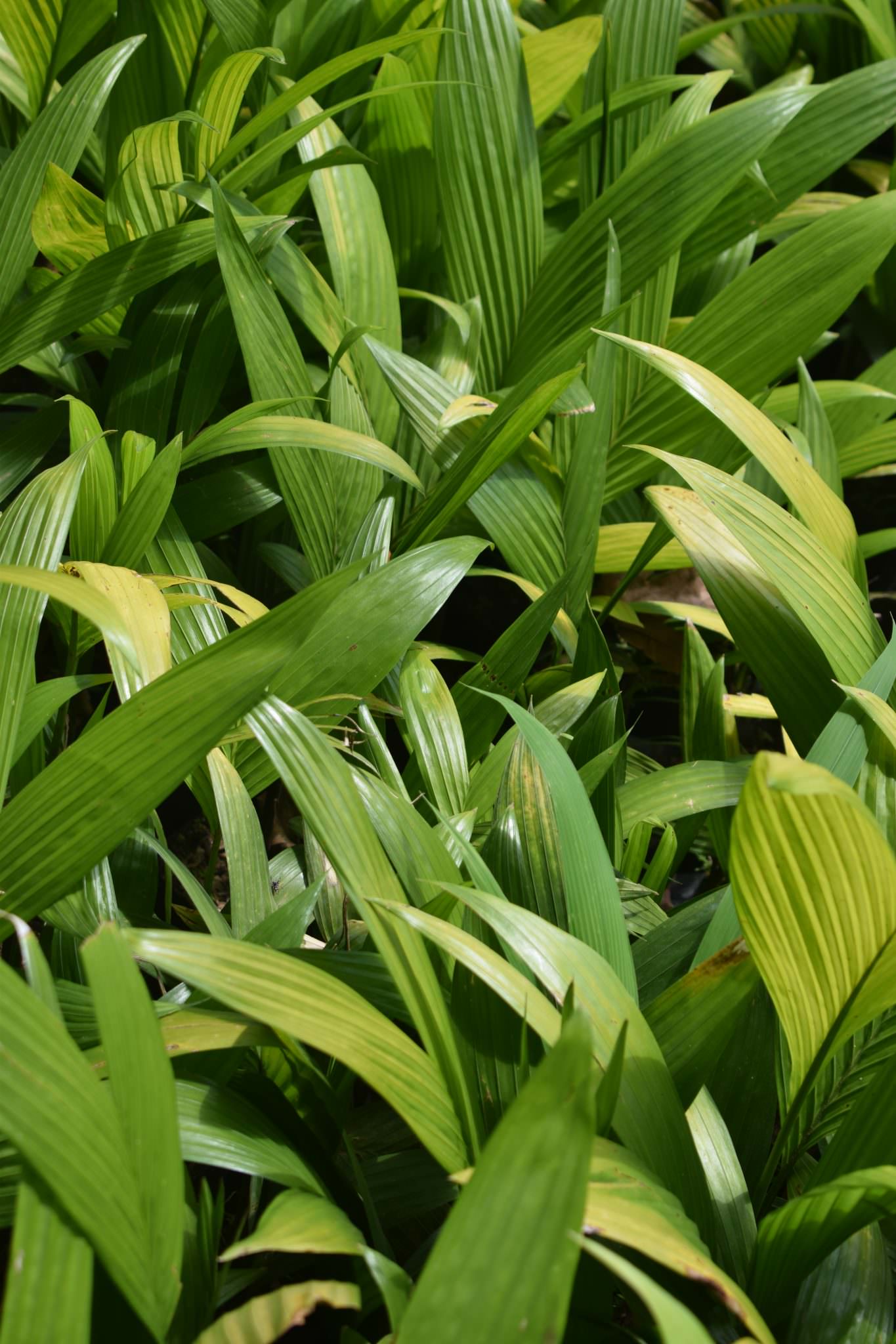 ISURU PLANT NURSERY