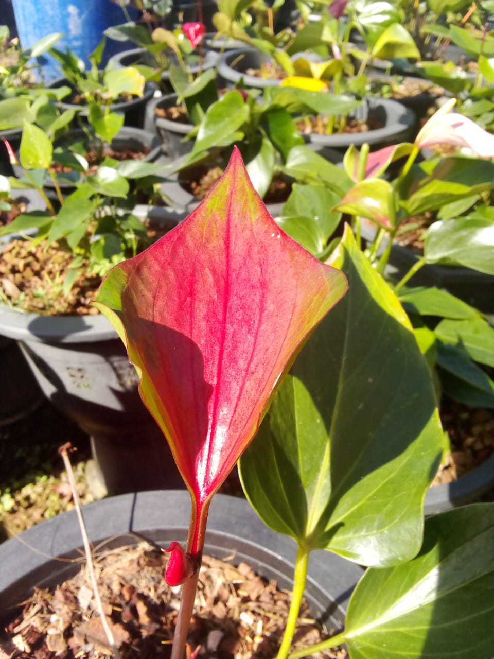 හිරු ඇන්තුරියම්