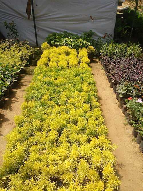 Samagi Nursery