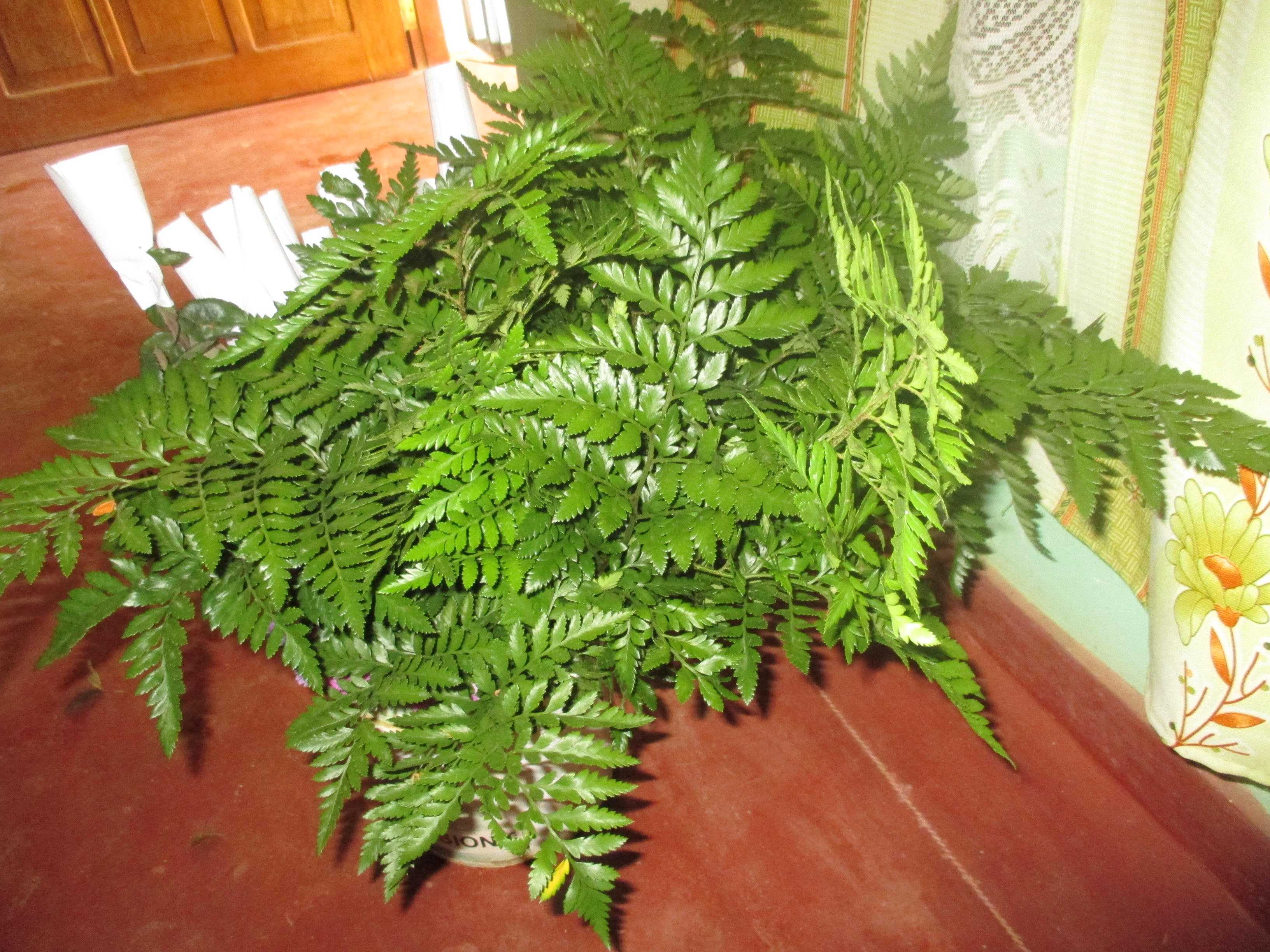 සිසිකිරණ කැපුම් මල් ව්යාපෘතිය Sisikirana Cut Flower project