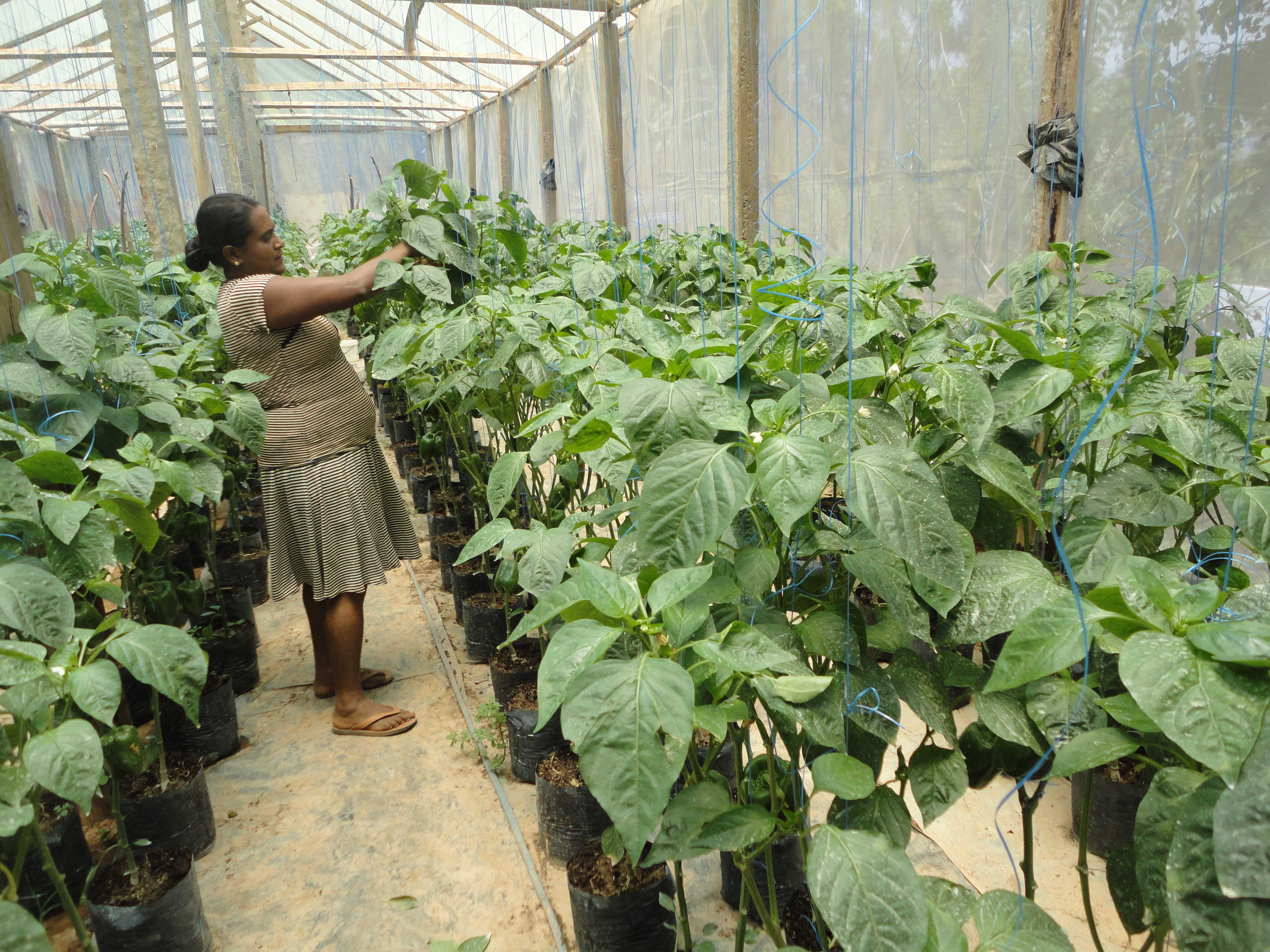දිලින් හරිතාගාර නිෂ්පාදන