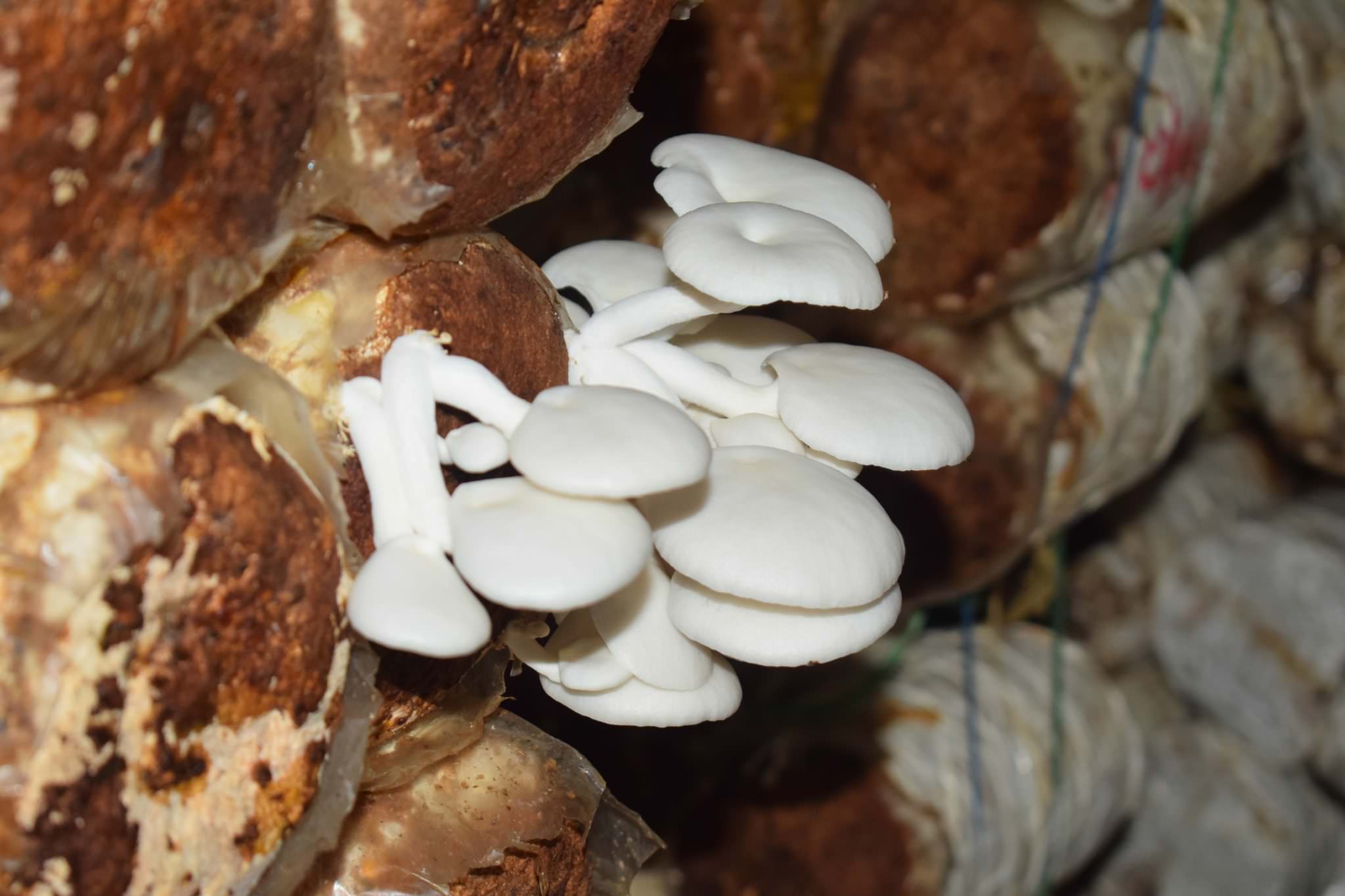 Hypro Mushroom
