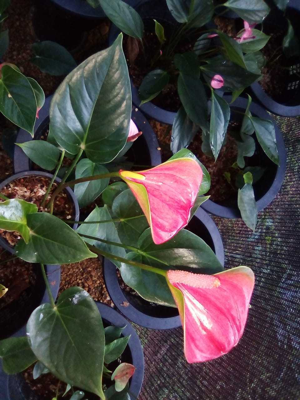 puhulwatta,mawssagolla,passara