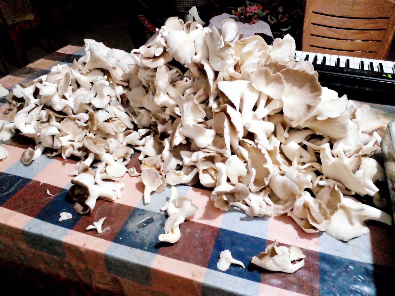 තෙනුක නිෂ්පාදන