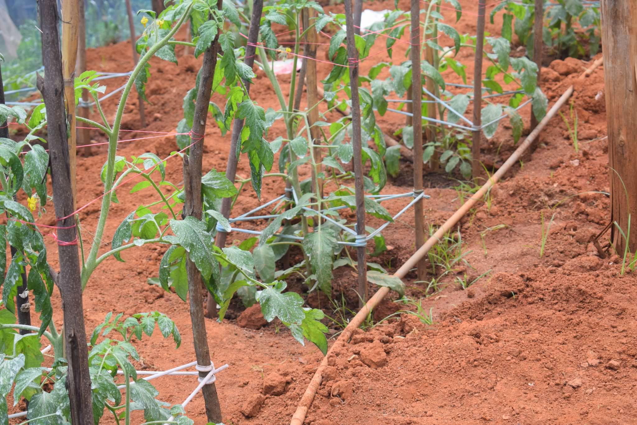 තුසිත ග්රීන්හවුස් තක්කාලි