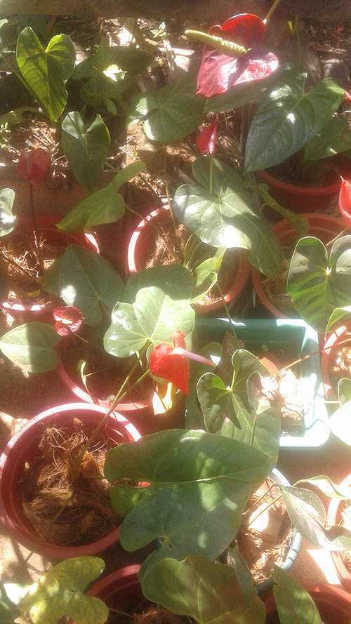 Wasana Nursery