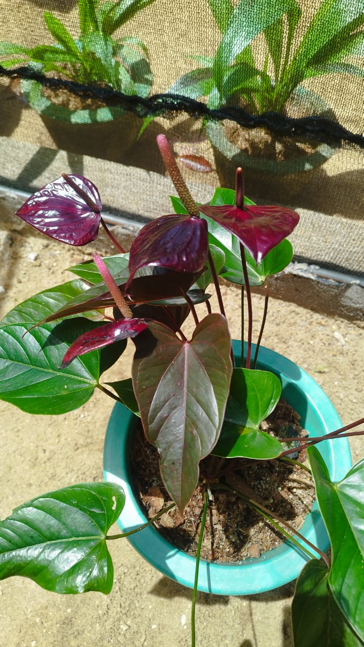 සඳමිණි මල්පැල තවාන