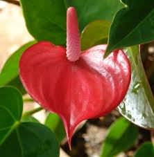 Kanthi Flower Garden