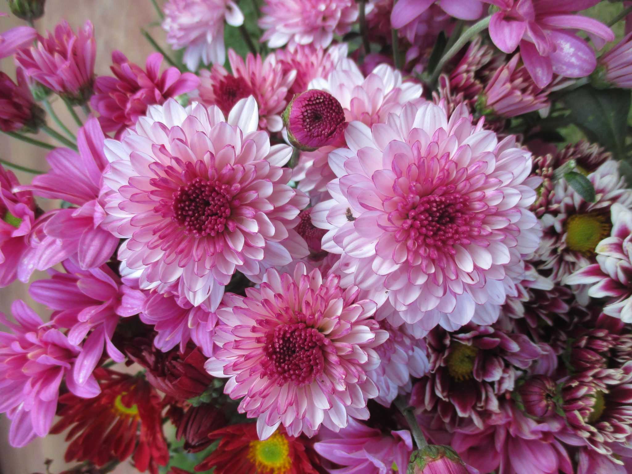 තාරක ෆ්ලෝරා