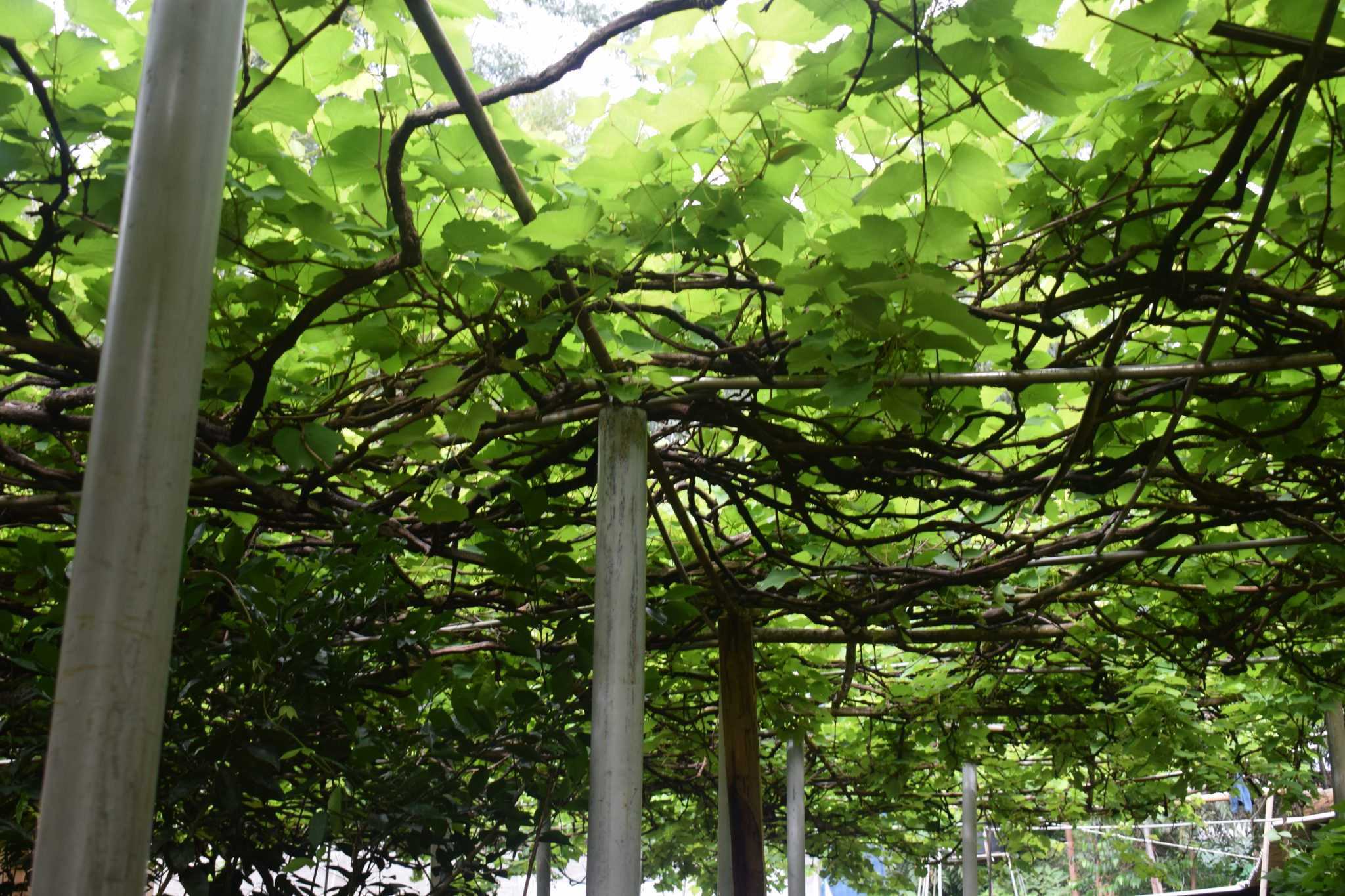 SUGANDIKA GRAPES PRODUCTS