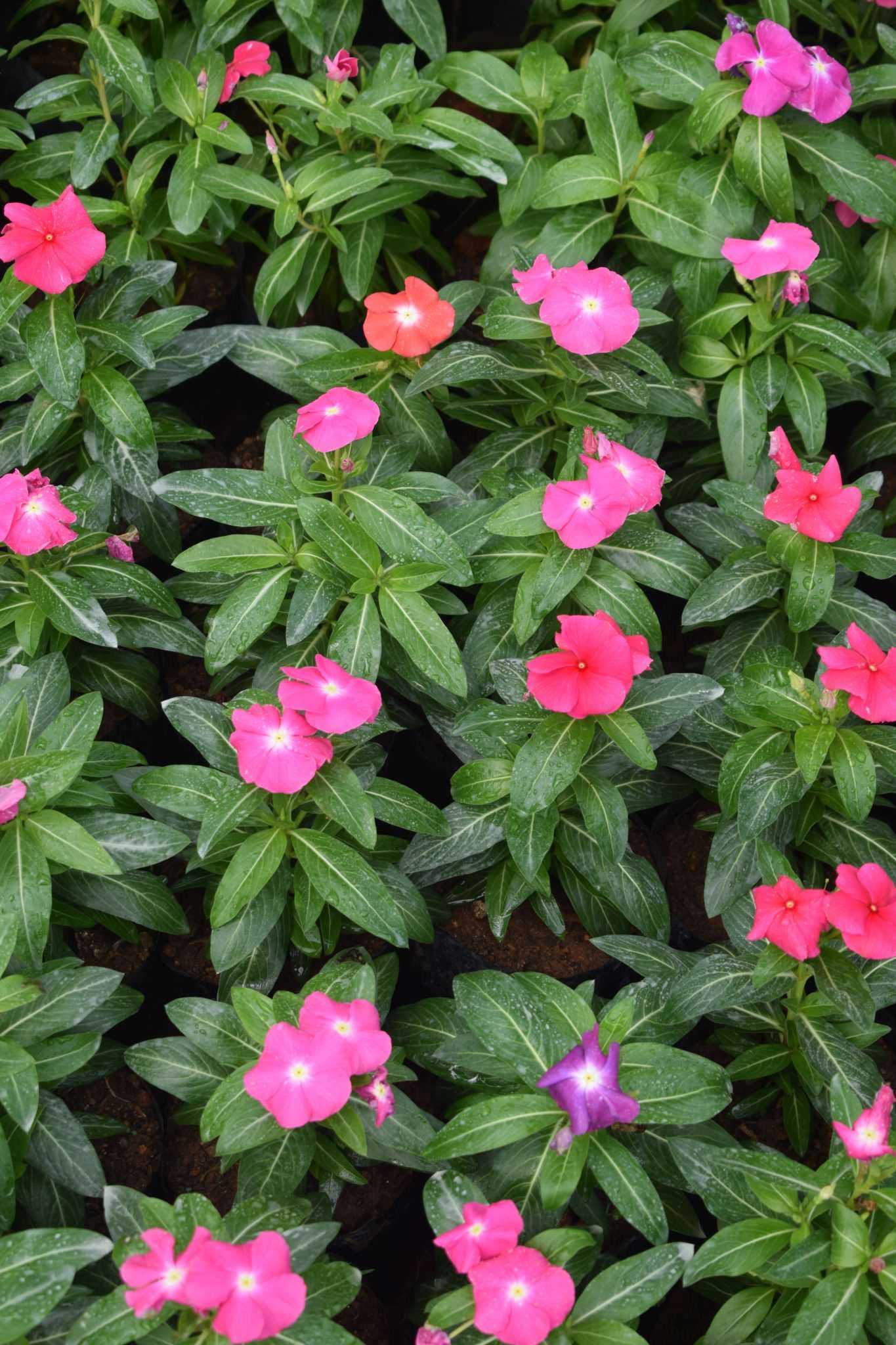 VIKASITHA FLORA