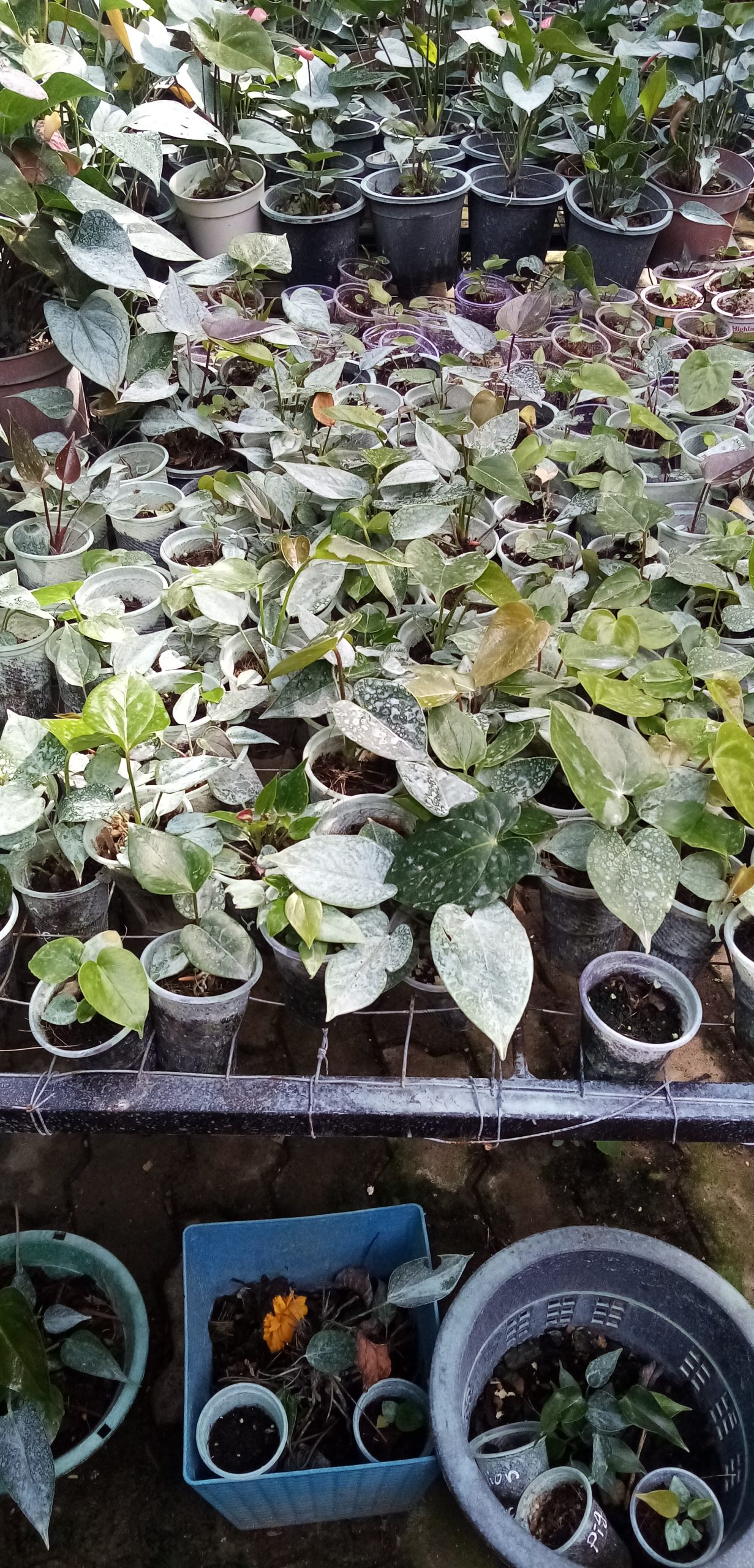 Lehansa Anturiyam plant Narsary of Srilanka
