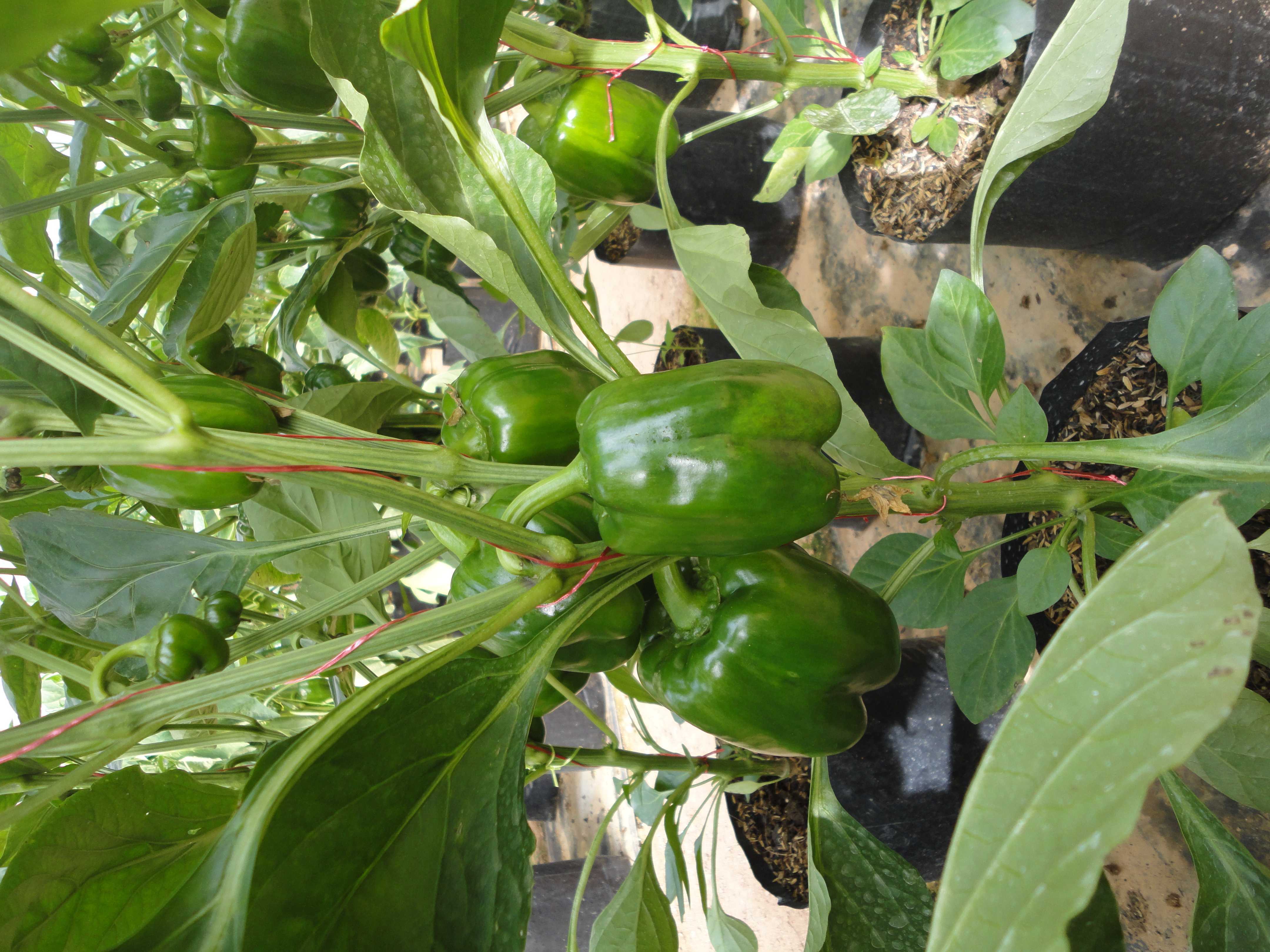 මංජුල හරිතාගාර නිෂ්පාදන