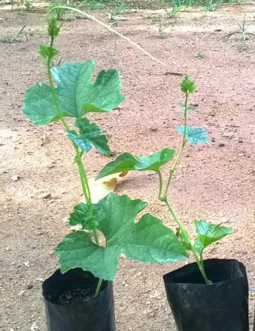 කැටලියා පැල තවාන (Kattleya Nurssary)