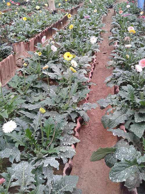Thashmi Nursery