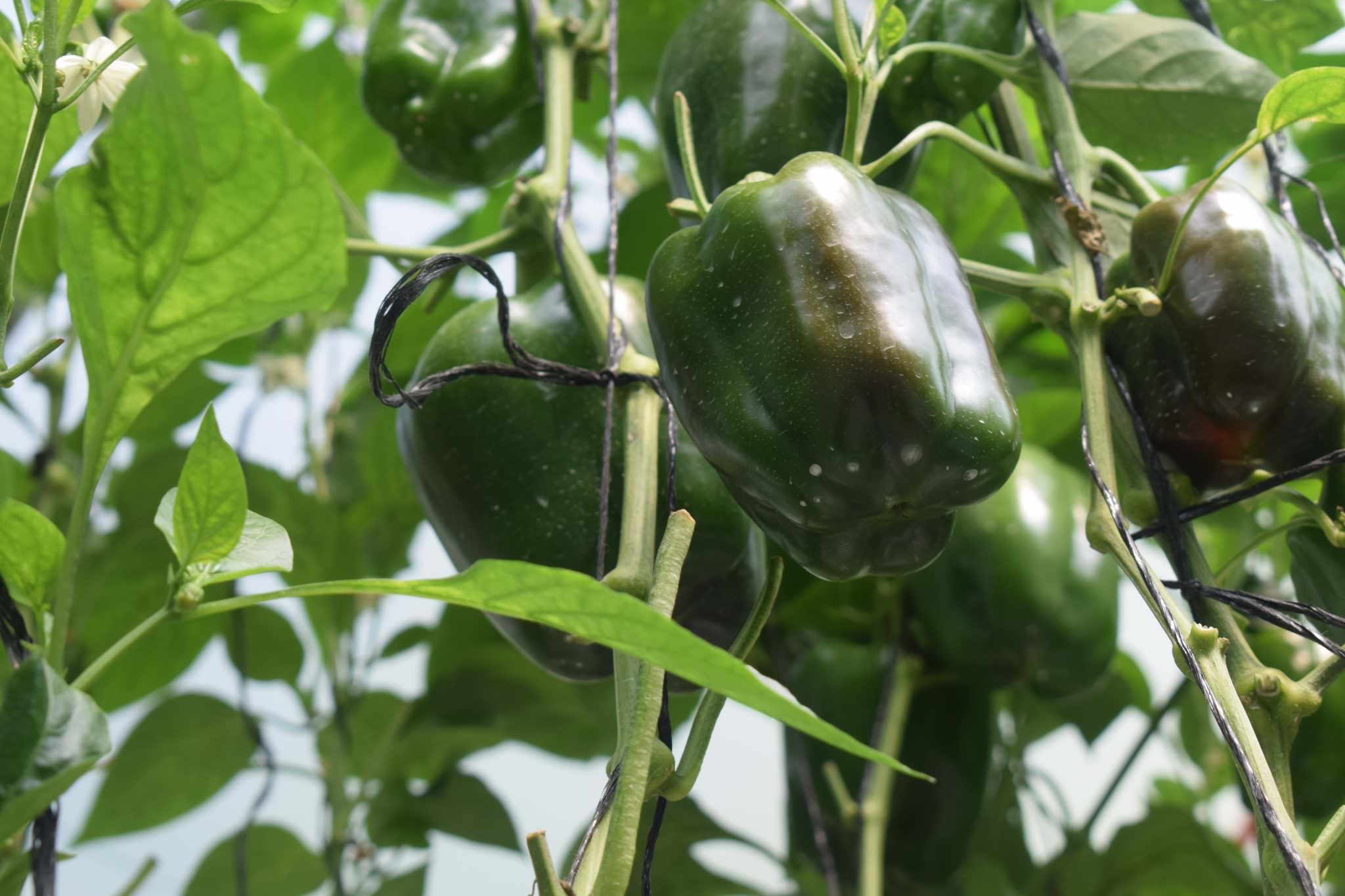 දිලුම් බෙල්පෙපර්ස්