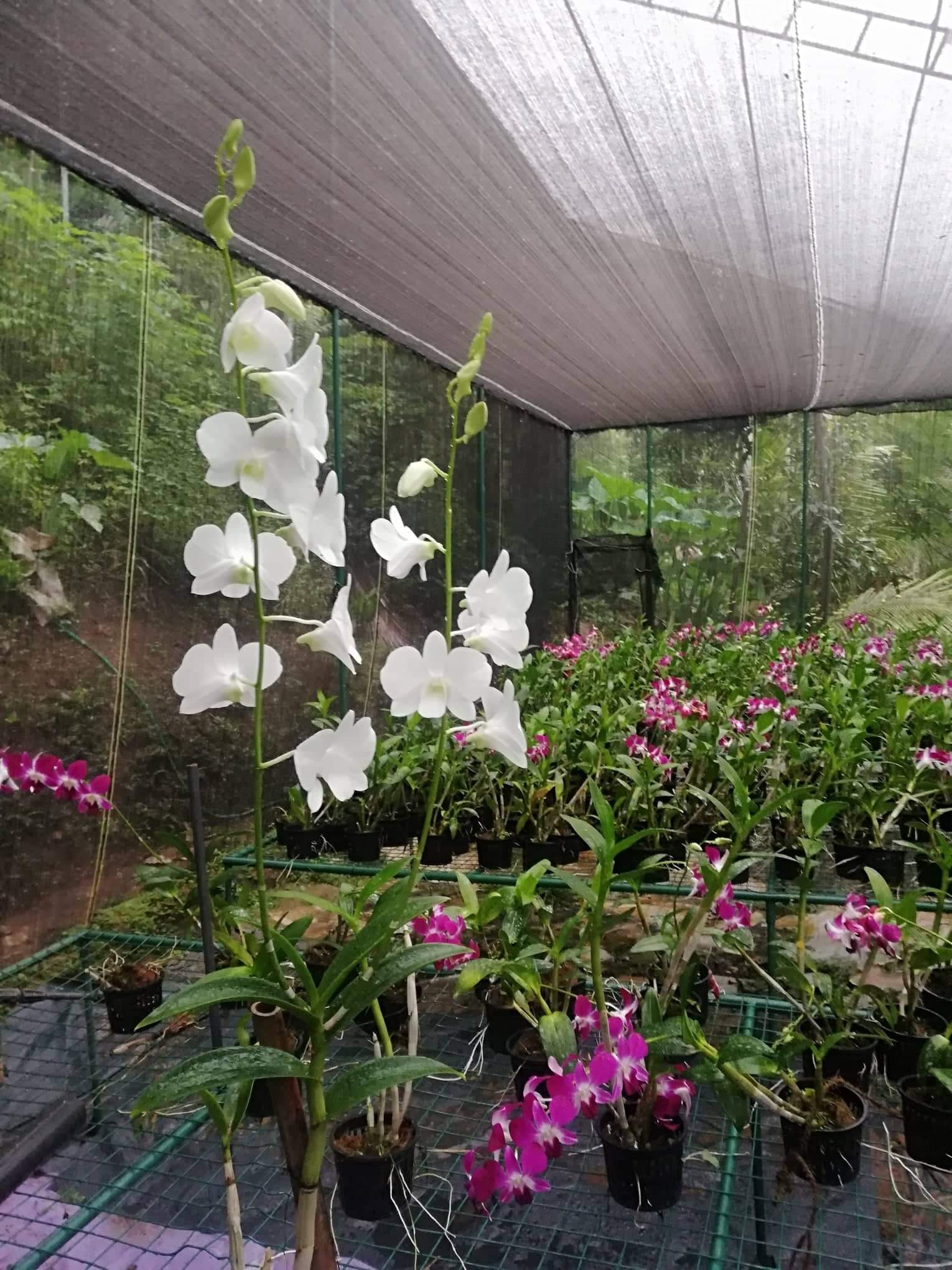 Orchid