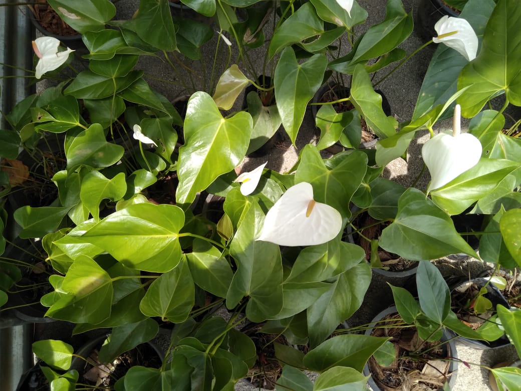 මල් හා පළතුරු