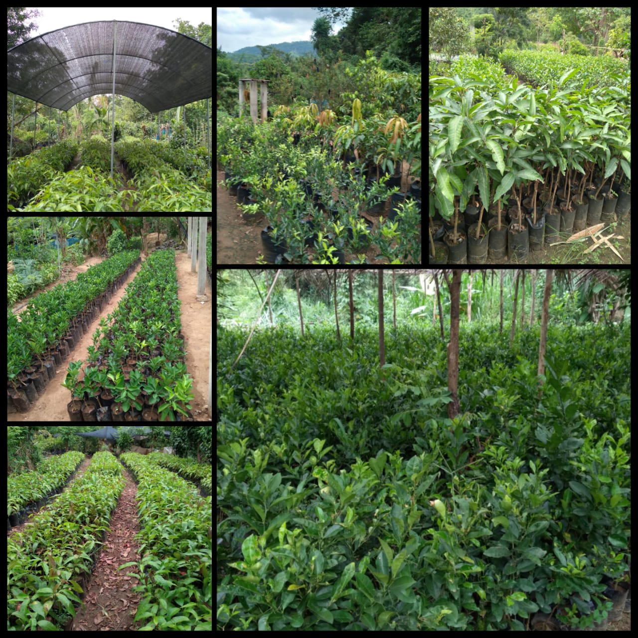 රංග පැල තවාන