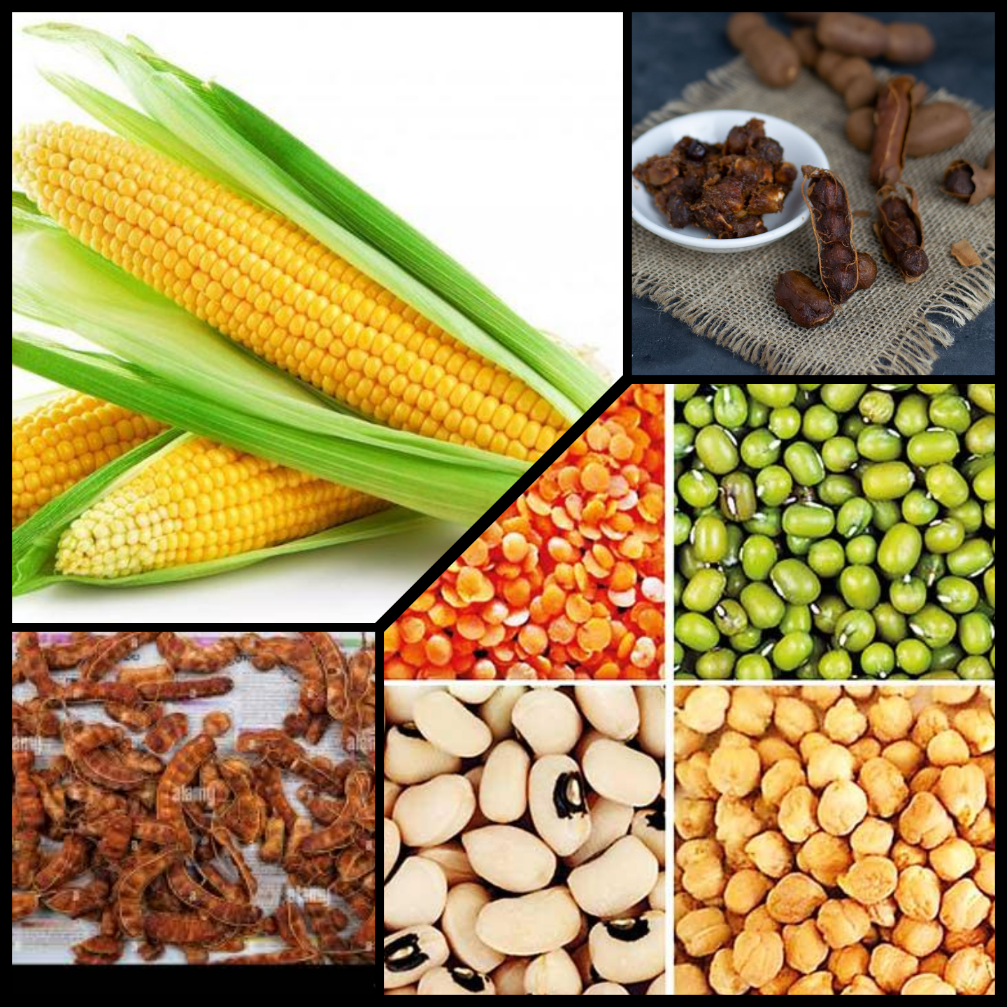 දහම්සා නිෂ්පාදන
