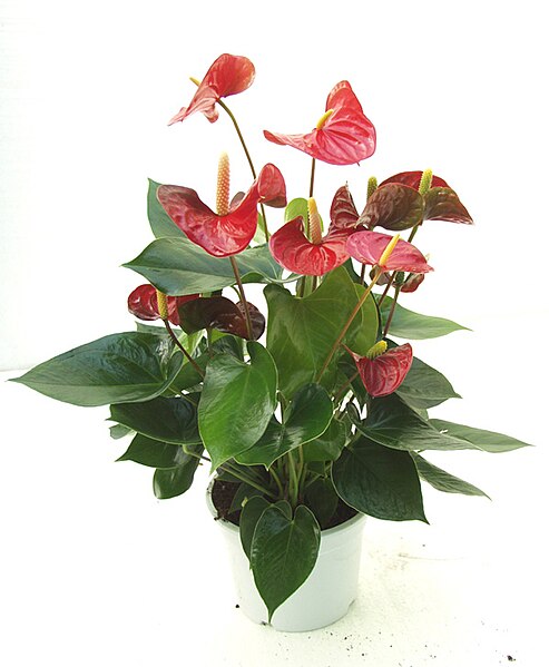 Minuli Plants Nursery
