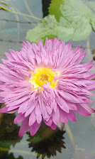 බ්ලූමින් ප්ලාන්ට්ස්
