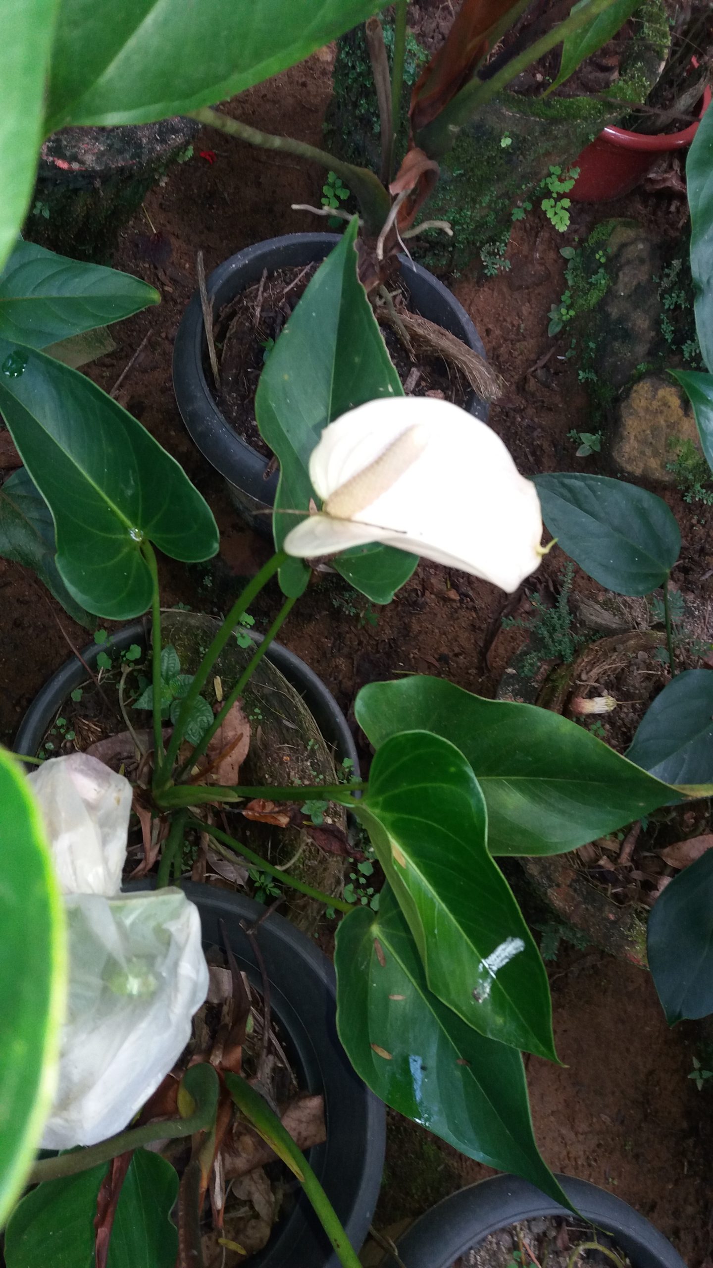 විසිතුරු  මල්