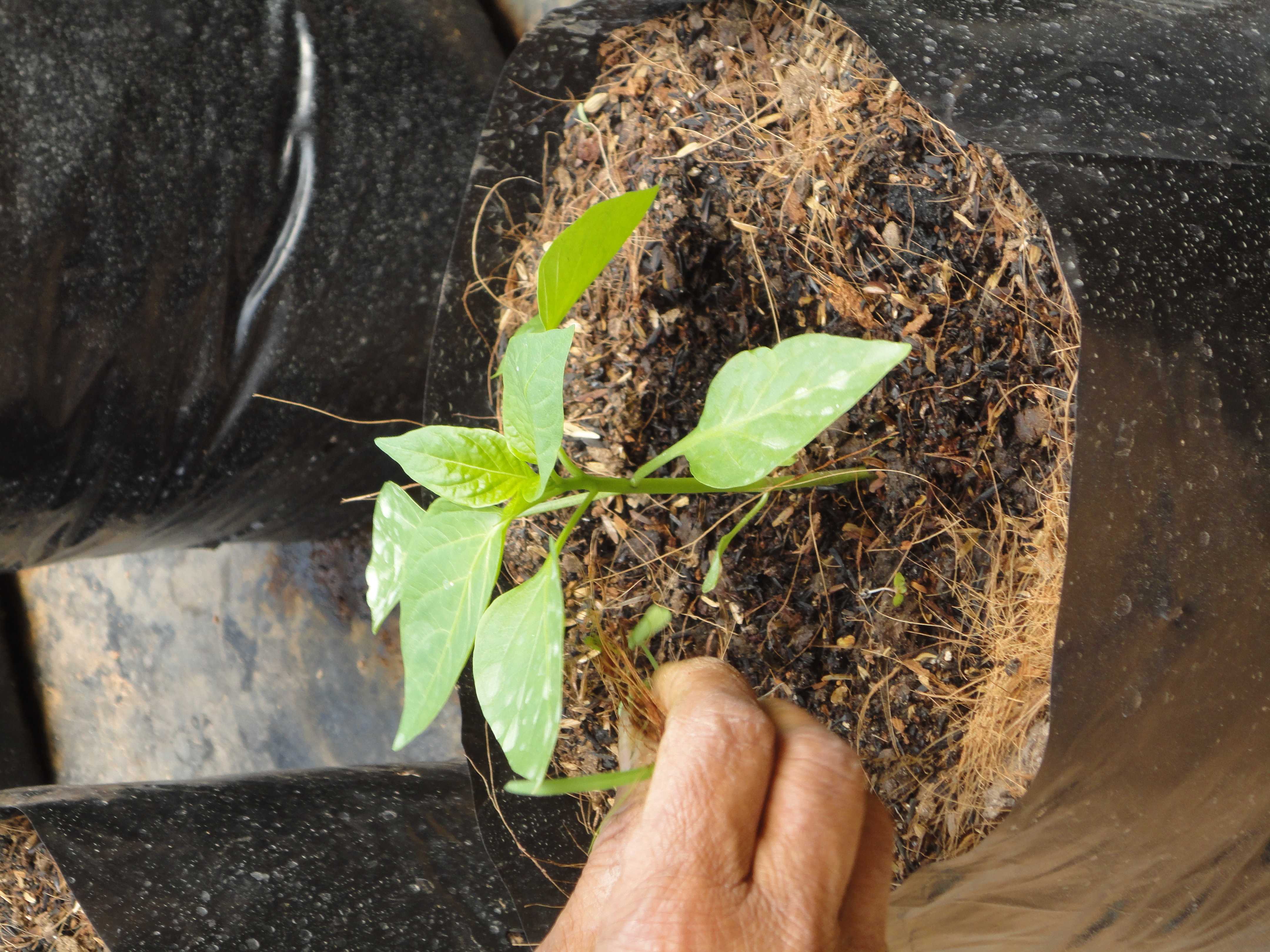 මිහිර හරිතාගාර නිෂ්පාදන