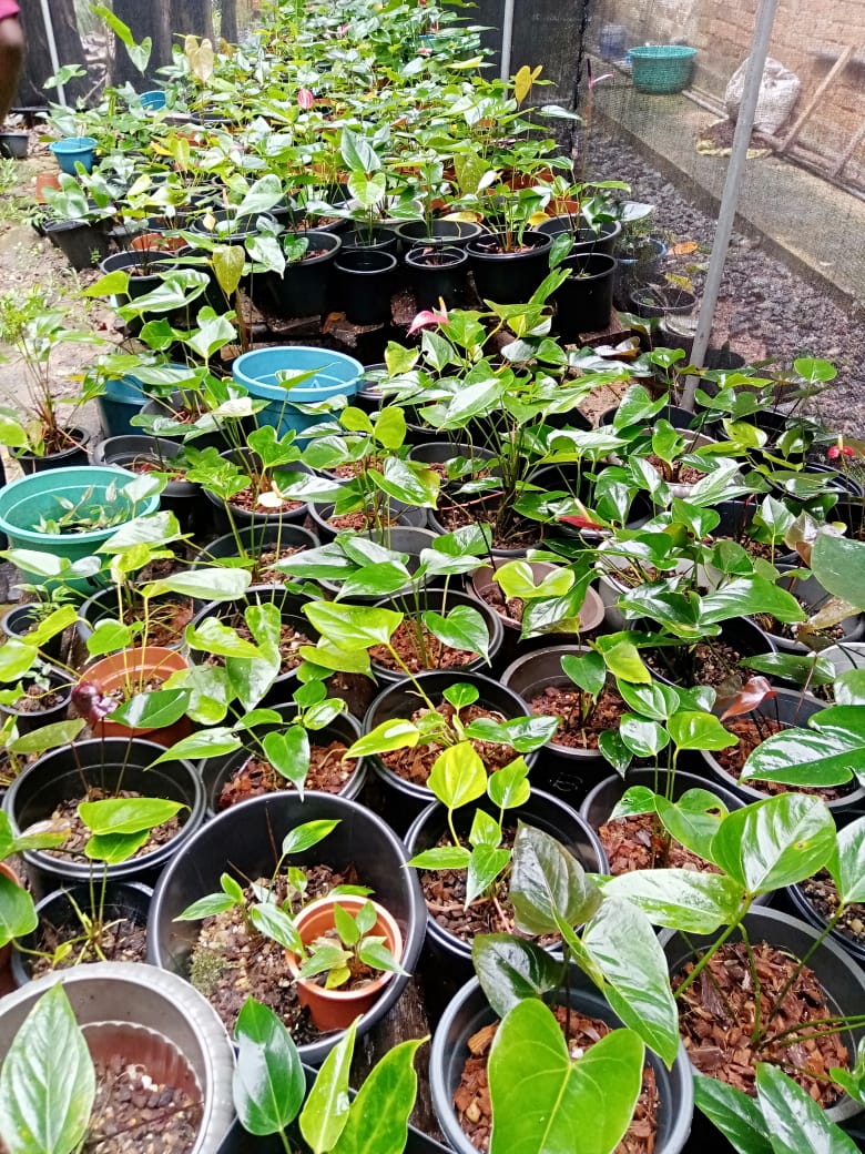 මධාරා මල්පියස