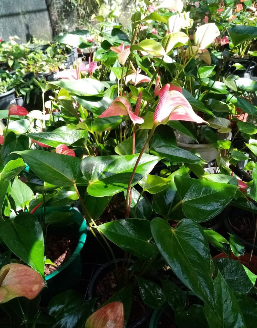 ඉරේෂා ඇන්තුරියම් වගාව