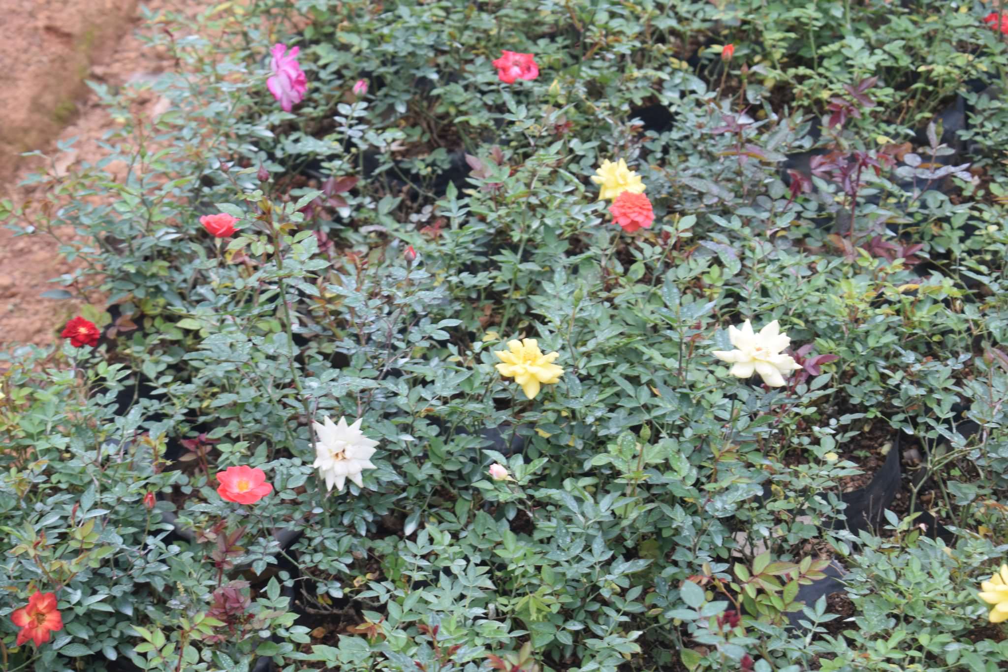 තුසිත මල් පැළ